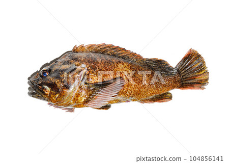 I took a picture of the caught soy with a white background 104856141