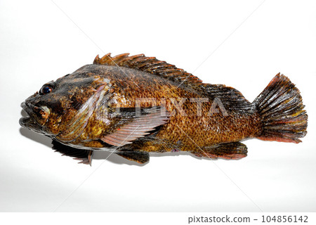I took a picture of the caught soy with a white background 104856142