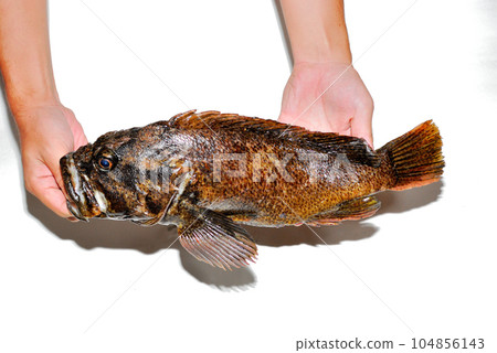 I took a picture of the caught soy with a white background 104856143