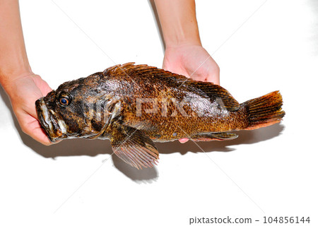 I took a picture of the caught soy with a white background I took a picture of the caught soy with a white background 104856144