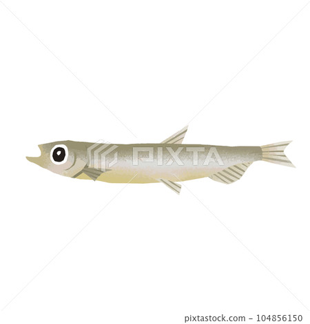 Illustration material of shishamo 104856150