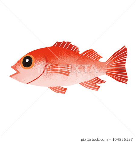 Illustration material of Akamutsu (Nodoguro) 104856157