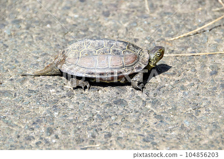 Reeve turtle cub walking on a concrete road 104856203