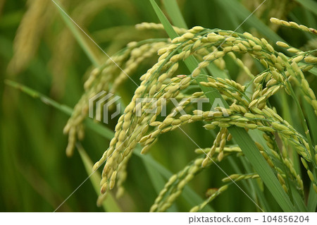 Rice at harvest time 104856204