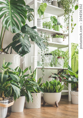 Houseplant domestic jungle garden organization fresh natural plant pots variegated monstera at room 104856302