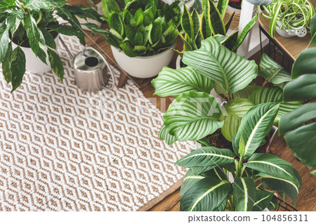 Houseplant domestic jungle garden organization fresh natural plant pots variegated monstera at room. Copy space. 104856311