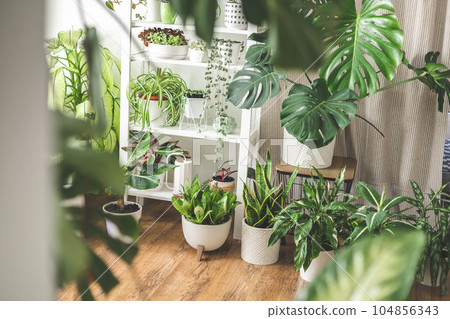 Houseplant domestic jungle garden organization fresh natural plant pots variegated monstera at room 104856343