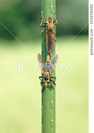 Mating of Aoméab 104856400