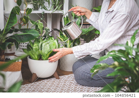 A young woman is watering and caring for a houseplant Banana and sansiveria. 104856421
