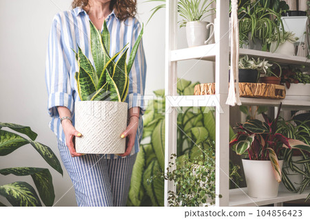 A young woman enjoys caring for flowers. Watering indoor plants and admiring them. Sansevieria. 104856423