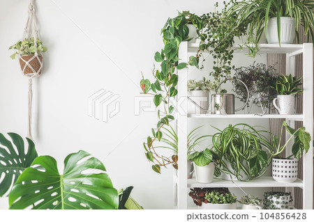 Houseplant domestic jungle garden organization fresh natural plant pots variegated monstera at room. Copy space. 104856428