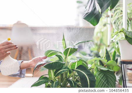 Houseplant domestic jungle garden organization fresh natural plant pots variegated monstera at room. Copy space. Houseplant domestic jungle garden organization fresh natural plant pots variegated monstera at room. Copy space. 104856435