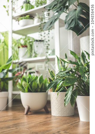 Houseplant domestic jungle garden organization fresh natural plant pots variegated monstera at room Houseplant domestic jungle garden organization fresh natural plant pots variegated monstera at room 104856436