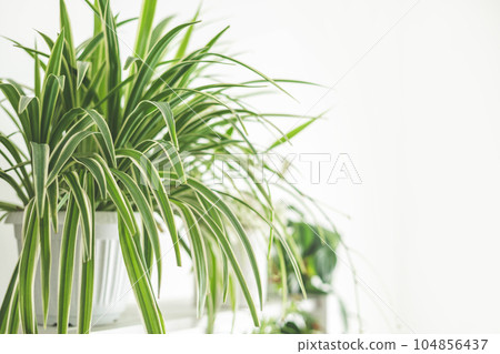 Houseplant domestic jungle garden organization fresh natural plant pots variegated monstera at room 104856437