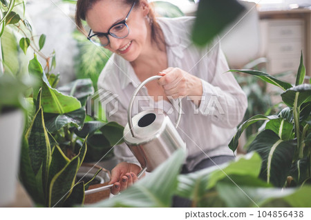 A young woman is watering and caring for a houseplant Banana and sansiveria. 104856438
