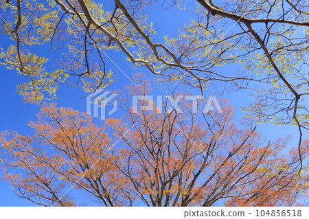 櫸樹和藍天的春天芽 櫸樹和藍天的春天芽 104856518