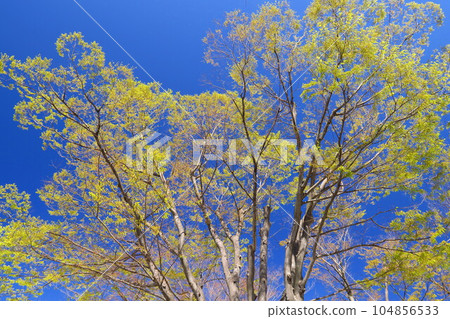 Spring buds of zelkova and blue sky Spring buds of zelkova and blue sky 104856533