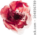 Camellia dried flower 104856789