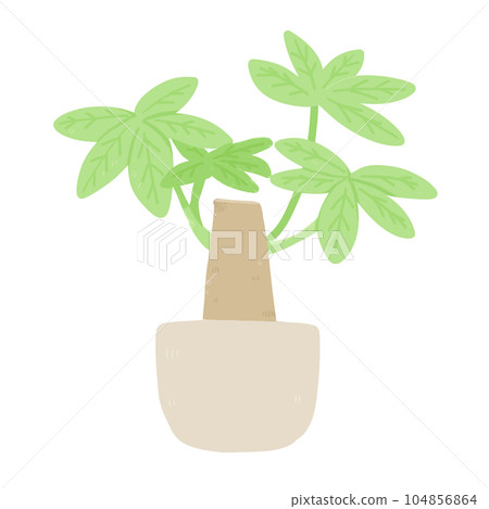 觀葉植物發財樹的簡單插圖 104856864
