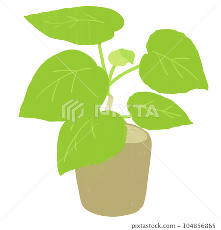 觀葉植物繖形花的簡單說明 104856865