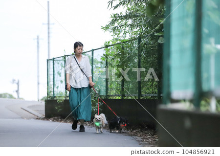 A small dog and a woman walking with a glowing collar A small dog and a woman walking with a glowing collar 104856921