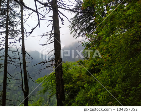 Foggy morning in the forest 104857352