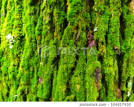 Green moss on the tree in the rainforest 104857430