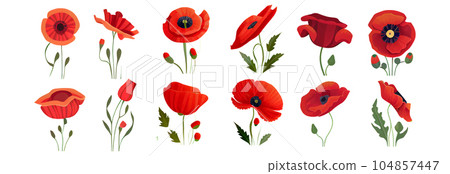 set vector illustration of poppy flowers isolate on white memory concept 104857447