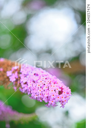 Fusa fujijiugi Fusa fujijiugi 104857474