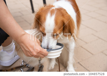A small dog and a medium sized dog drinking water from the same waterer 104857528