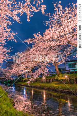 Shingashi River illuminated cherry blossoms Kawagoe City, Saitama Prefecture 104857893