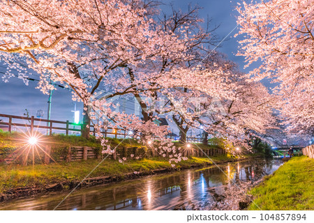 Shingashi River illuminated cherry blossoms Kawagoe City, Saitama Prefecture 104857894