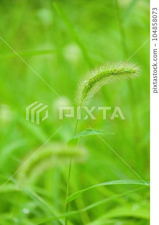Green foxtail with water droplets Green foxtail with water droplets 104858073