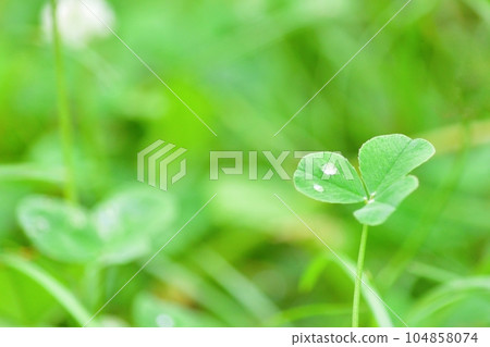 Clover after the rain Clover after the rain 104858074