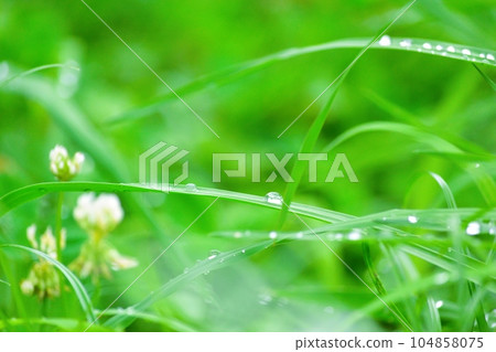 Dew on the leaves after the rain 104858075