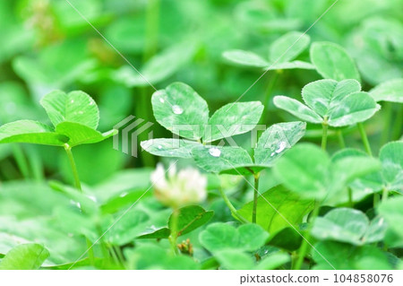 Clover after the rain Clover after the rain 104858076