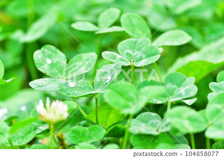 Clover after the rain Clover after the rain 104858077