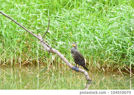 Cormorant perched on a branch near the water Cormorant perched on a branch near the water 104858079