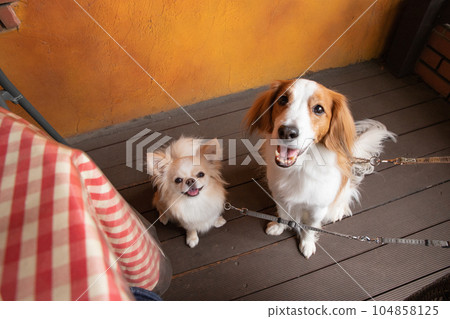 Small and medium-sized dogs standing on the terrace of a cafe 104858125