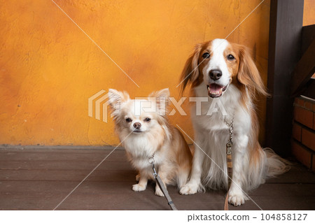 Small and medium-sized dogs standing on the terrace of a cafe Small and medium-sized dogs standing on the terrace of a cafe 104858127