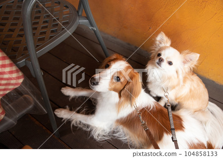 Small and medium-sized dogs standing on the terrace of a cafe Small and medium-sized dogs standing on the terrace of a cafe 104858133