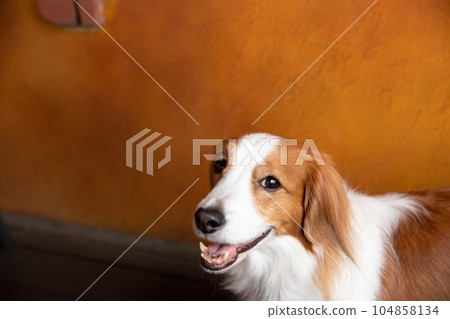 Small and medium-sized dogs standing on the terrace of a cafe Small and medium-sized dogs standing on the terrace of a cafe 104858134