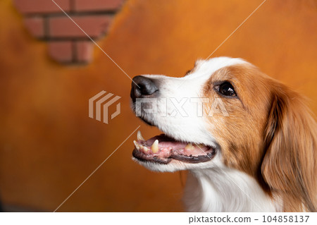 Small and medium-sized dogs standing on the terrace of a cafe 104858137