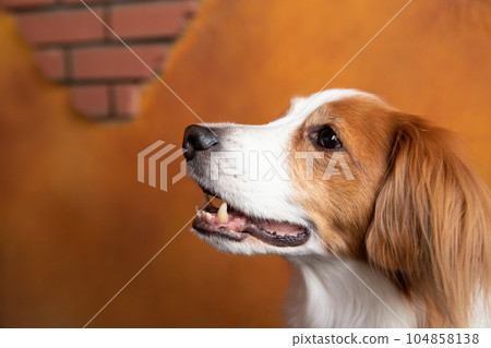 站在咖啡館露台上的中小型狗 104858138