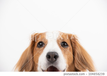 笑狗臉Doup版 104858239