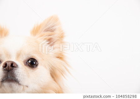 半臉朝上的吉娃娃 104858298