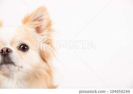 半臉朝上的吉娃娃 104858299