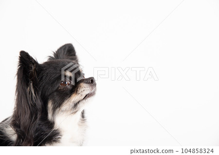 Black Tan Chihuahua with a cute profile 104858324