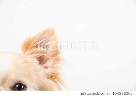 吉娃娃 立耳 104858362