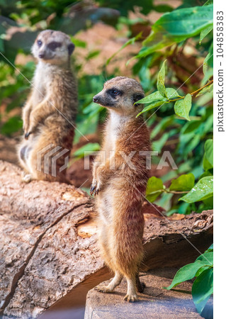 Two cute curious meerkats stand on their hind legs on a sandy hill and look away. 104858383